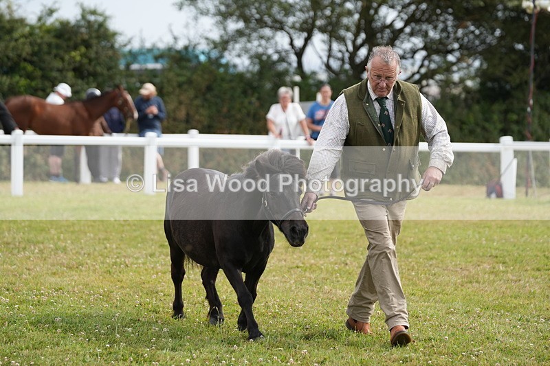 DSC05369 - Class 49: NPS Shetland 4 years and over