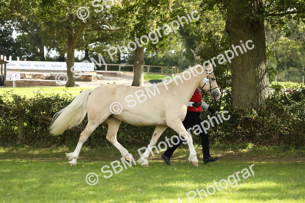 SBM_65388 - S47 - Mountain & Moorland In Hand Large Breeds