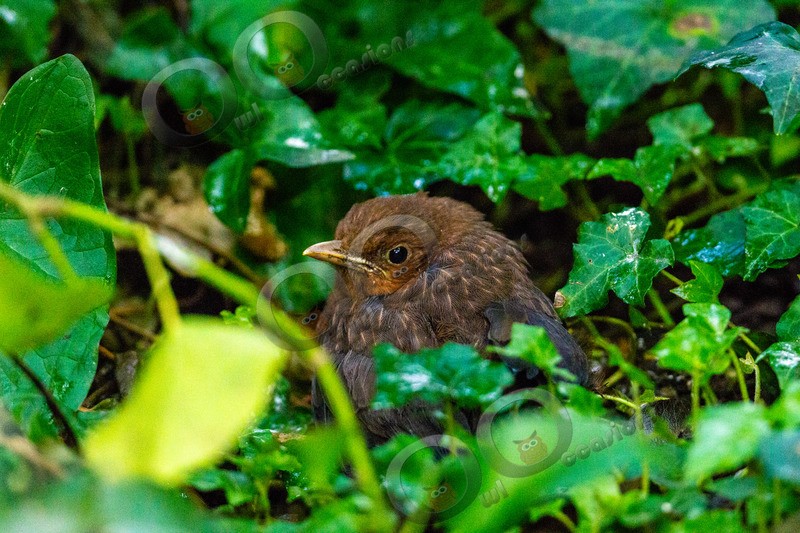 Blackbird Turdus merula-7737 - UK birds