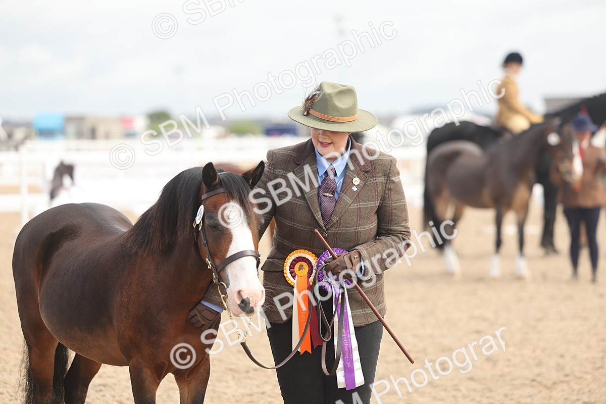 SBM_04504 - Class 18 - Handsomest Gelding (IH or Ridden)