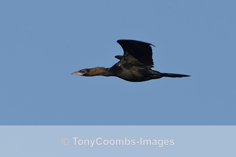 Pygmy Cormorant - Turkey