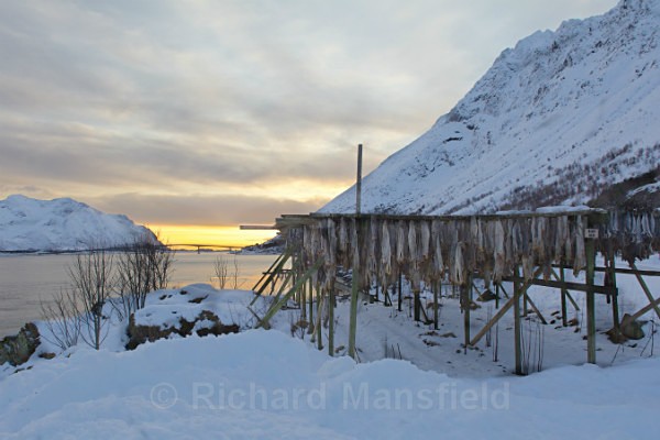 Cod Drying Racks, Lofoten - Norway