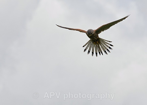 _DSC0989 - Birds of Prey Workshop