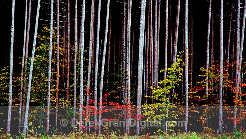 A Touch of Autumn