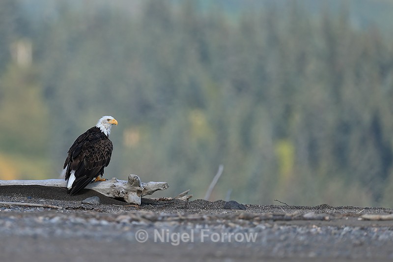 Bald Eagle perched on log, Silver Salmon Creek, Alaska - Bald Eagle