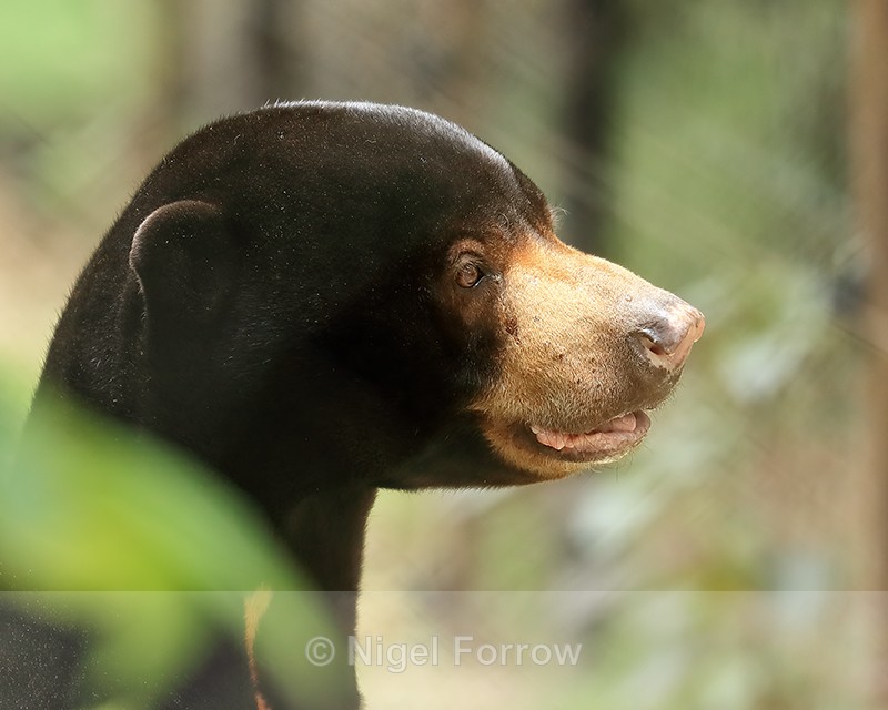 Sun Bear close profile, Cambodia - Sun Bear