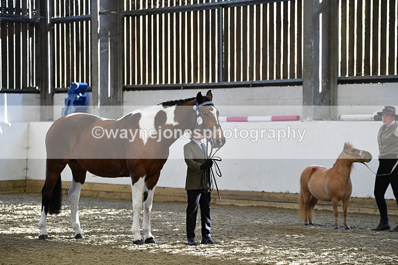 WJ5_3906 - Class 5 In Hand Veterans