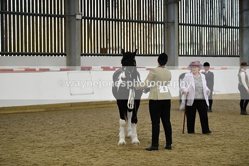 WJ5_4838 - Class 7 In hand coloured / odd coloured