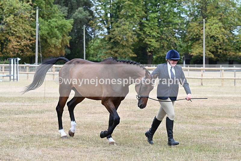 WJ7_9881 - Class 5a Most Handsome Gelding (above 14.2hh)