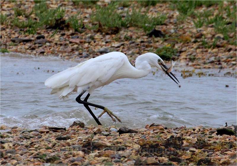 Large Egret - Flora & Fauna