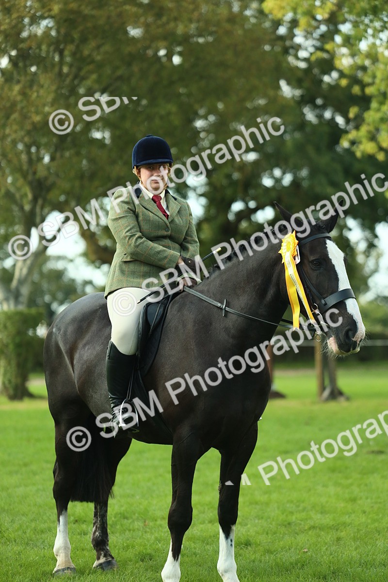 SBM_52246 - S33 - Working Hunter & Working Show Horse