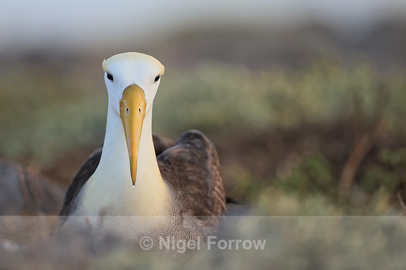 Waved Albatross sitting, front view, Espanola, Galapagos - Waved Albatross