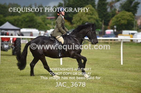 JAC_3678 - 75CM WORKING HUNTER