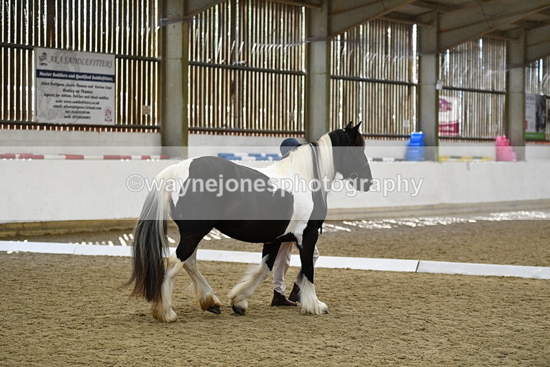 WJ5_4981 - Class 7 In hand coloured / odd coloured