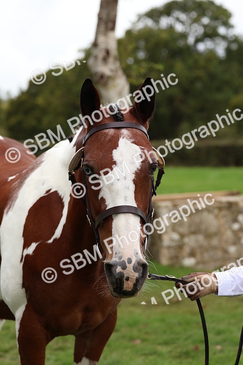 SBM_41743 - S26 - Mature Veteran In Hand