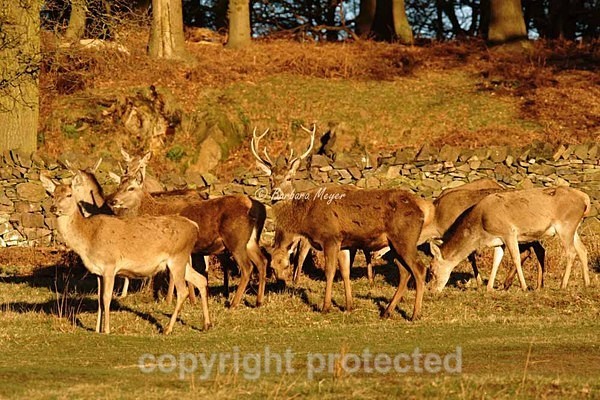 Red Deer Herd - Bradgate Park - Bradgate Park