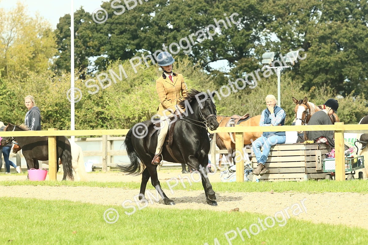 SBM_66515 - S34 - Rehabilitated Rescue Horse & Pony In Hand & Ridden
