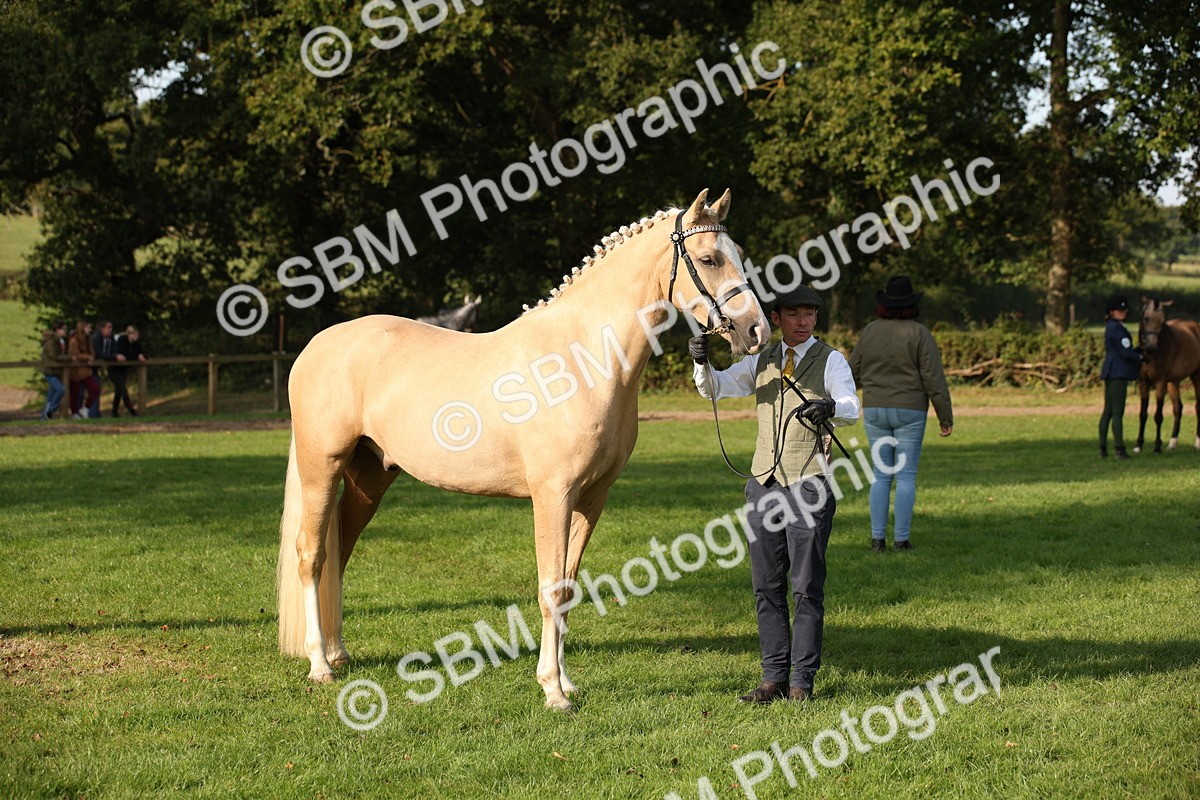 SBM_59365 - S52 - Other Coloured Horse In Hand