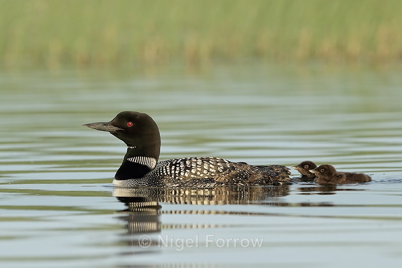 Common Loon chicks following adult, Minnesota - Great Northern Diver