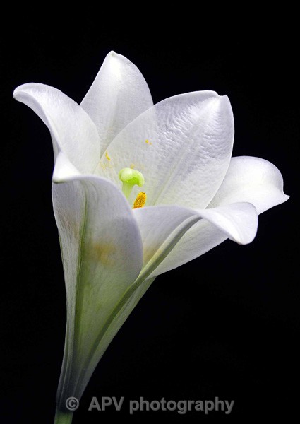 56 - Petals and Leaves