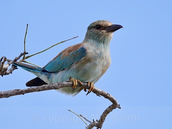 European Roller - South Africa - BIRDS & INSECTS