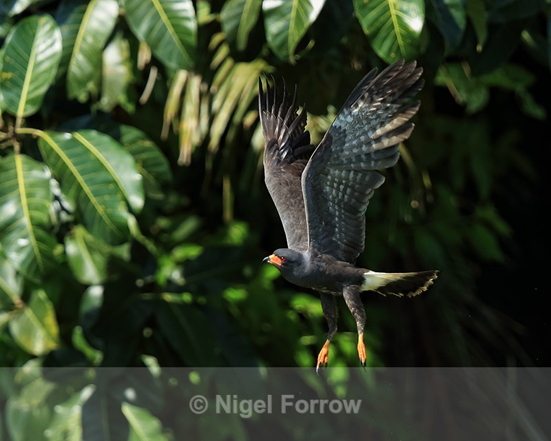 Snail Kite (male) takes off, Panama - Snail Kite