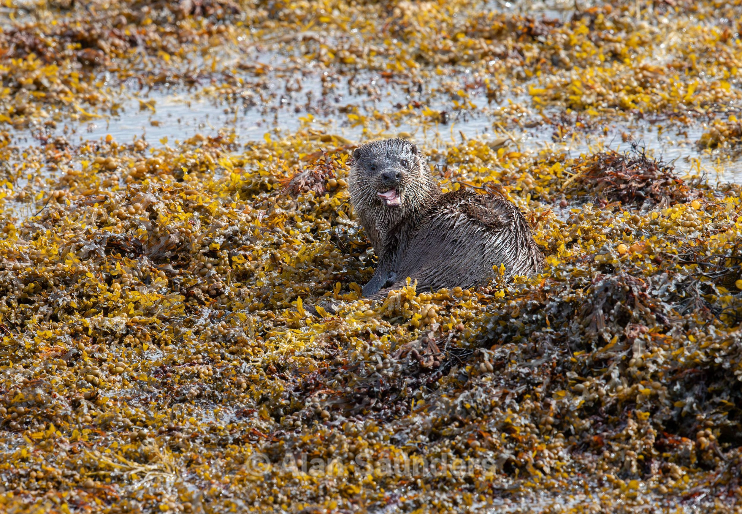 Eurasian Otter 28