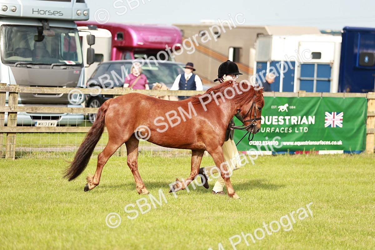 SBM_00442 - Class 14-23 - Mountain & Moorland In Hand Non Welsh