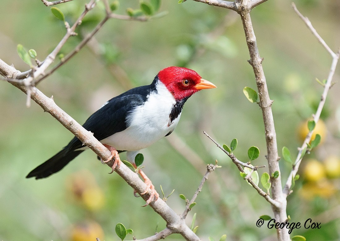 Cardinal 1 - Brazil