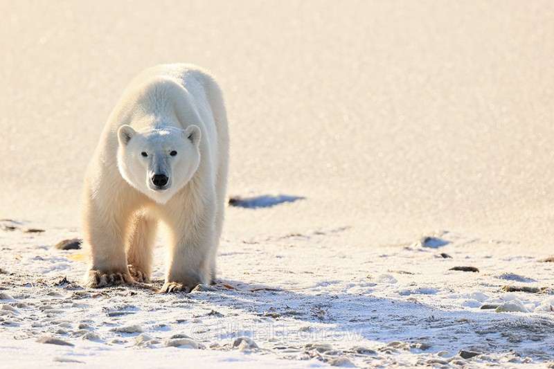 Polar Bear on frozen shoreline, Churchill, Canada - Polar Bear
