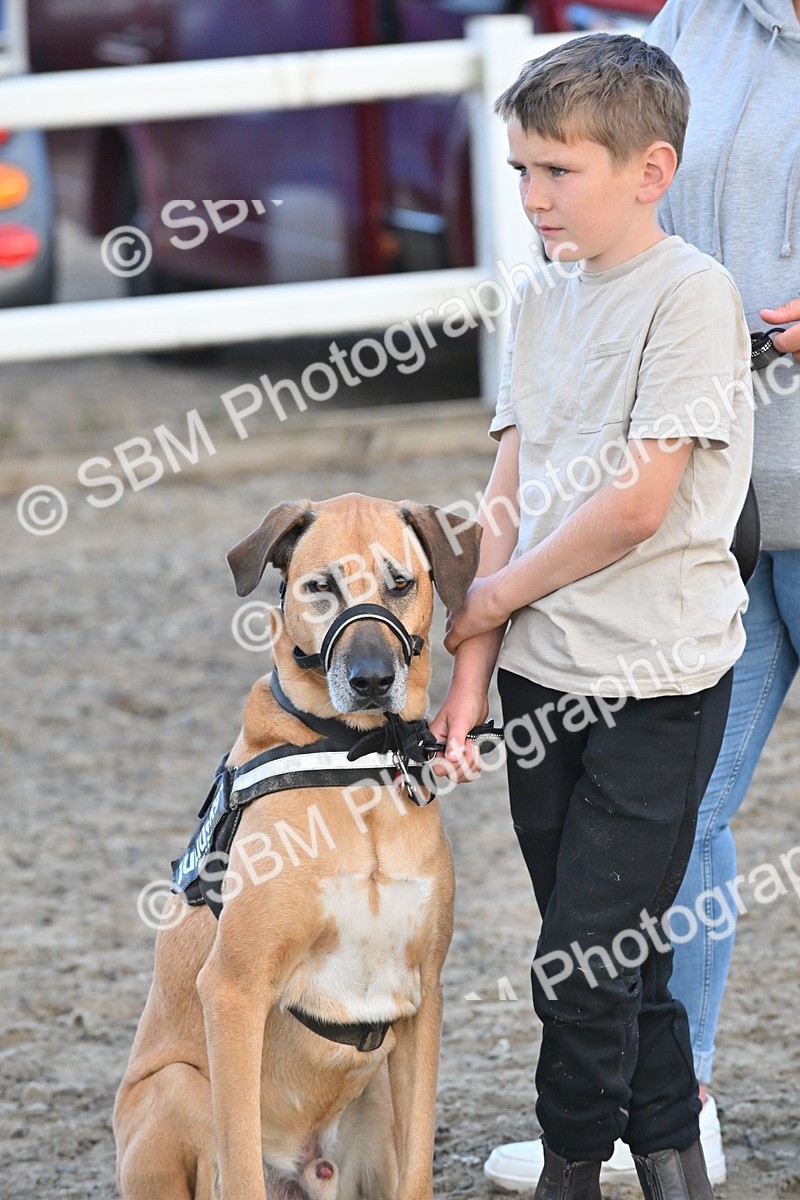 SBM_09592 - Lorry Dogs