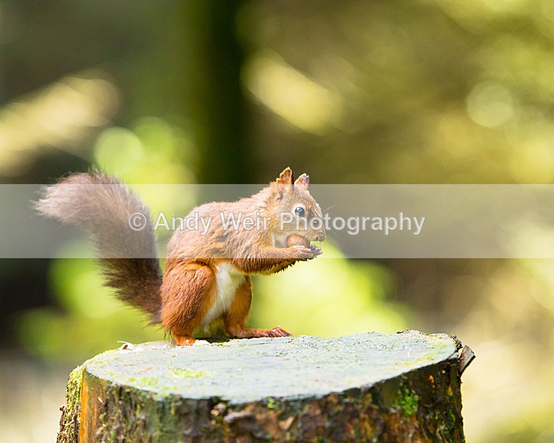 20141010-3K8A6741 - Red Squirrel