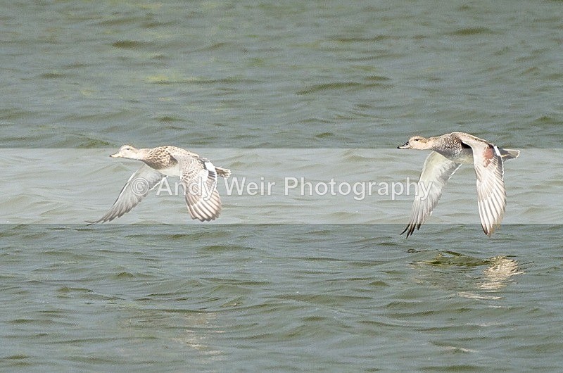 20110917-_MG_6785 - Gadwall