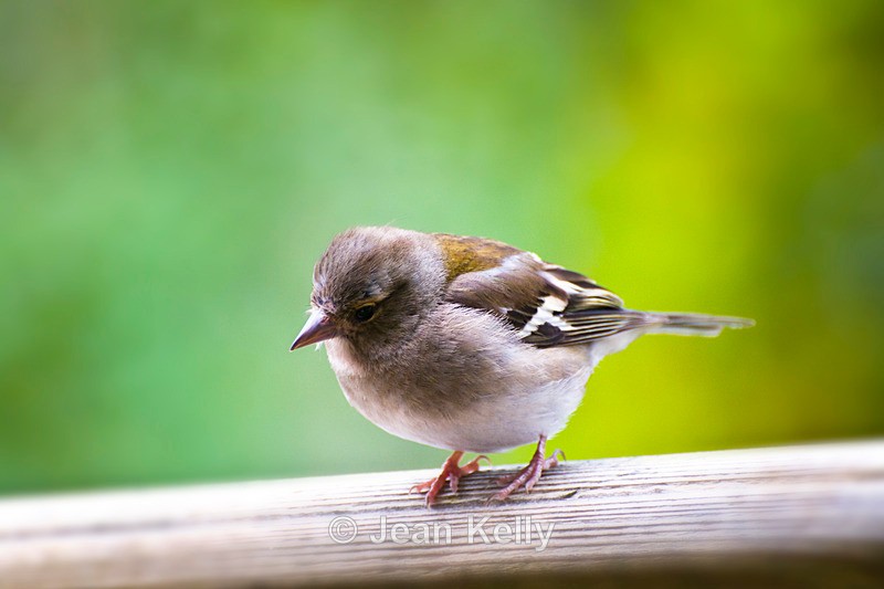 Chaffinch - 9668 - Birds