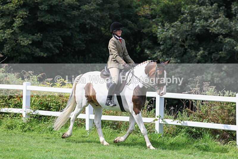 3E7A8629 - Class 5: Working Show Horse