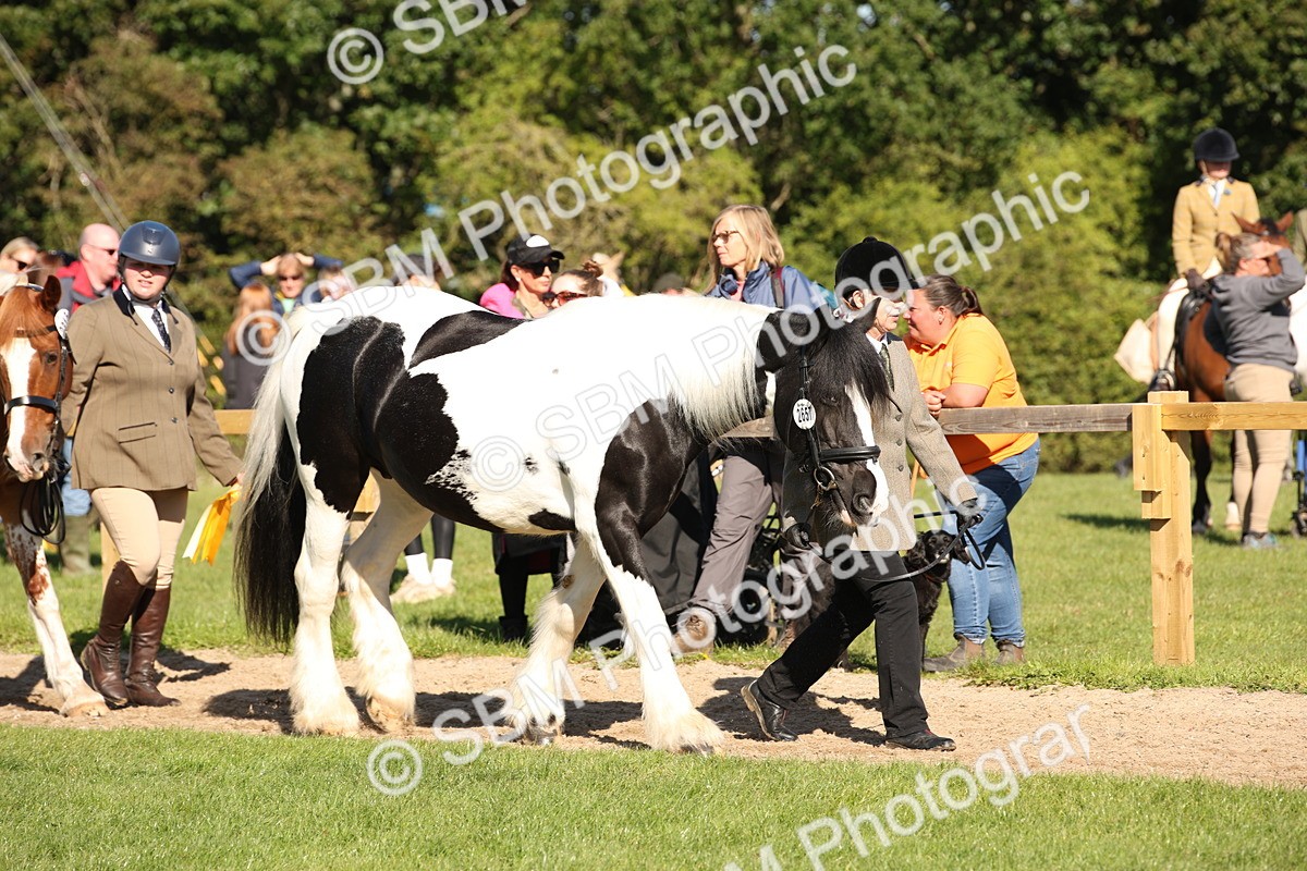 SBM_36668_S10 - Best In Hand Horse Pony - Theresa Huttom