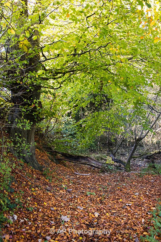 ACP_5237-1 - Lakes