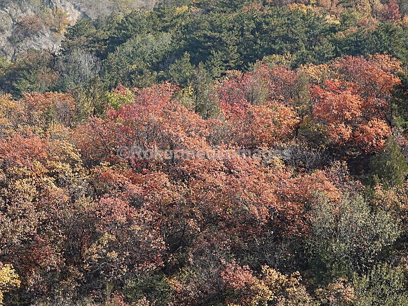 CHINA__1261 - China 2019