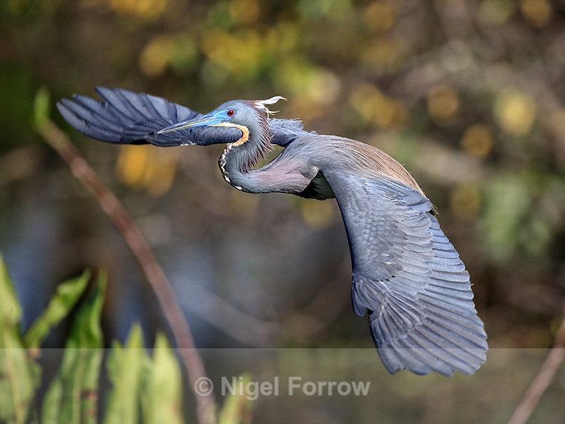 Tricolored Heron flying wings outstretched, Wakodahatchee Wetlands - Tricolored Heron
