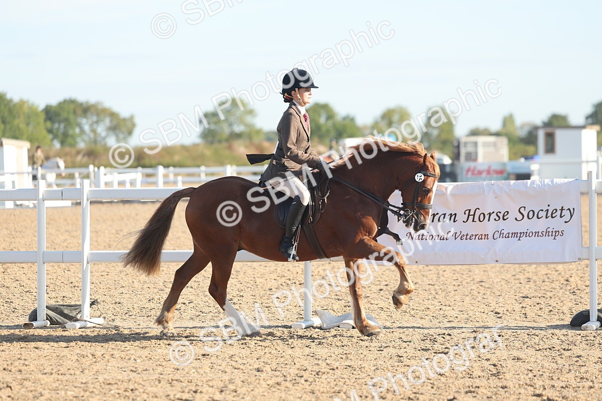SBM_11000 - Class 302 - Ridden M&M Large Breeds