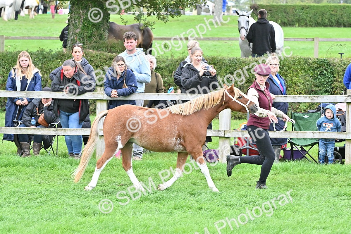 SBM_60946 - S48 - Mountain & Moorland In Hand Small Breeds