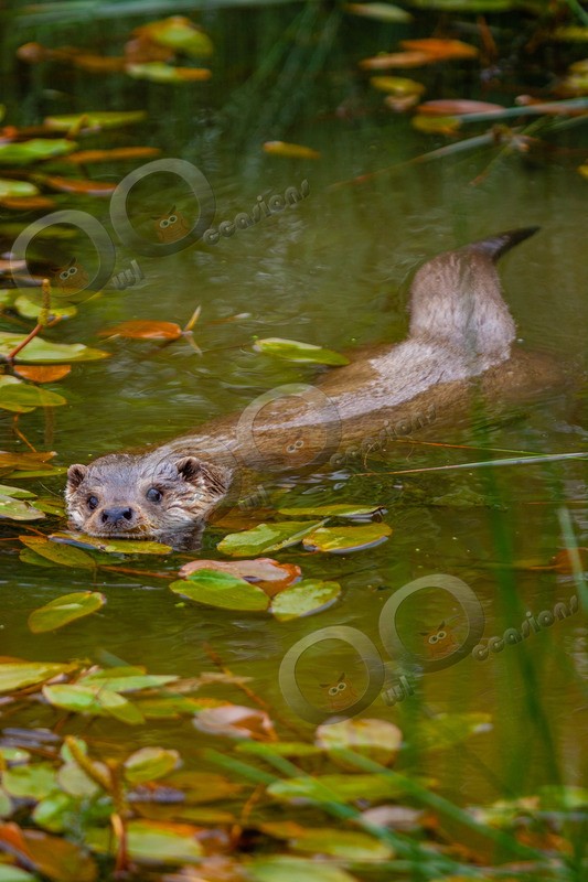 european otter lutra lutra-19 - UK Wildlife