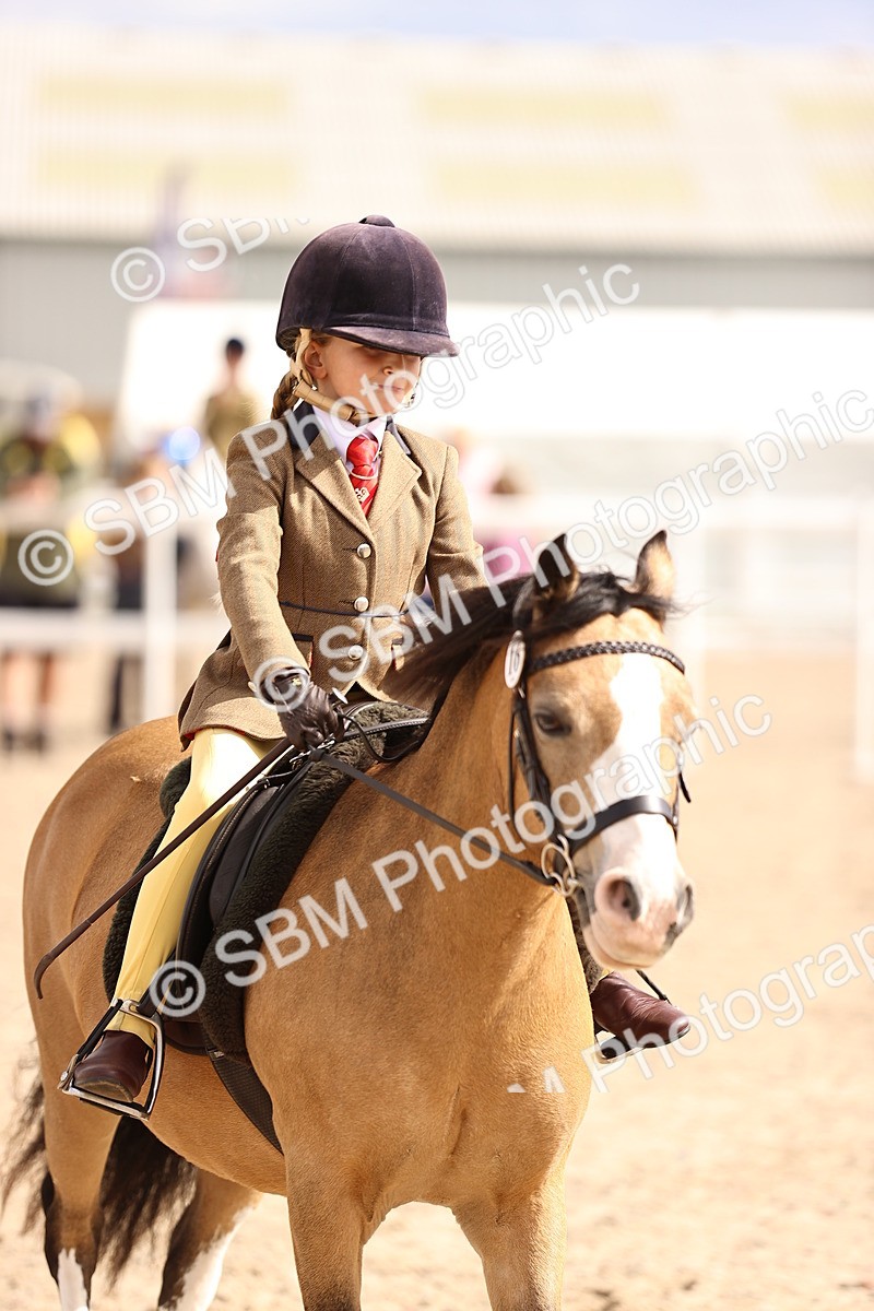 SBM_15958 - Class 416 - Prettiest Mare (IH or Ridden) Jnr