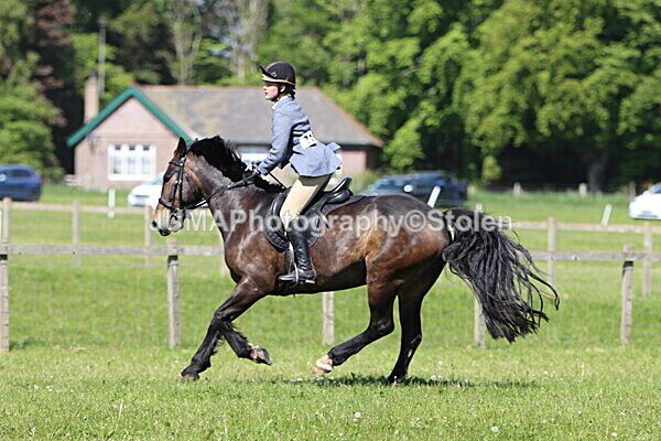 IMG_4536 - Working Hunter