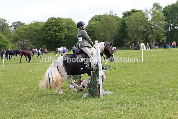 IMG_2386 - Working Hunter