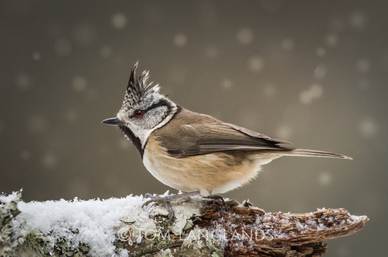 Crested Tit - All Other Birds