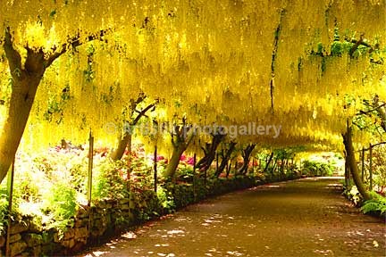 Laburnum arch Bodnant gardens - Sceniks.com - Snowdonia landscape photographs by Dave O'Shea