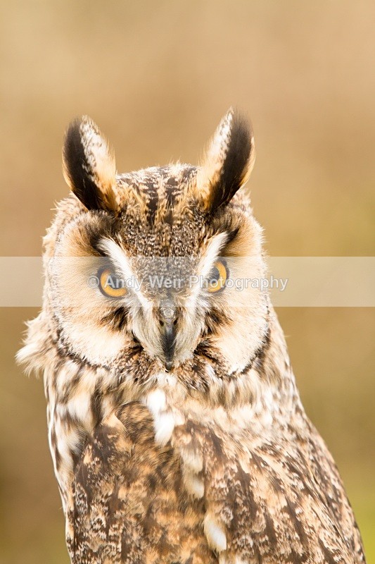 20110312-IMG_2268 - Long Eared Owl