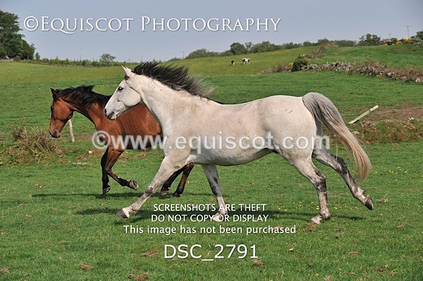 DSC_2791 - ARCHIVE REQUEST - Quincy and Guinness