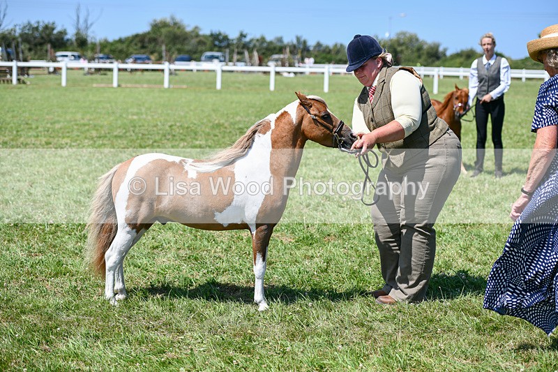 DSC_7147 - Class 61: Miniature Horse 4yrs & over